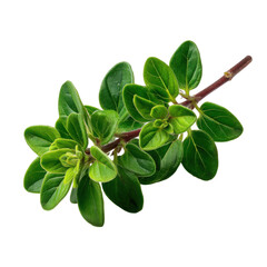 Fresh green oregano sprig herb leaves