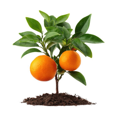 Small orange tree with ripe fruit citrus green leaves