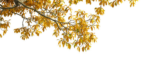 autumn leaves isolated on white background