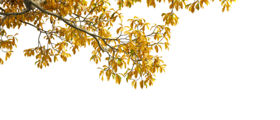 autumn leaves isolated on white background