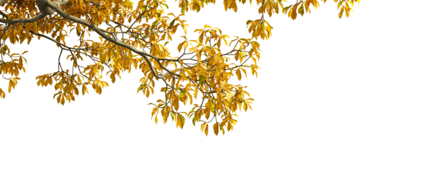 autumn leaves isolated on white background