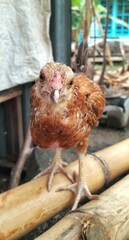 a chicken with a dominant light brown feathered tail standing on a bamboo tree trunk