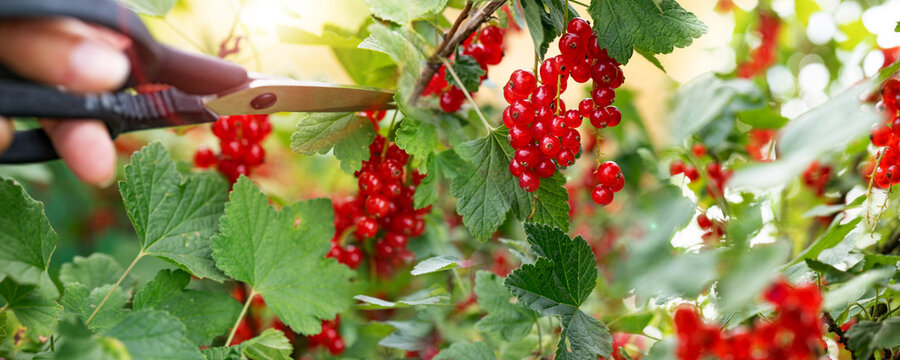 Hands harvesting red currants in the garden. Male hands cutting fresh red currants from a bush with scissors. Sunny horizontal close-up with bokeh.