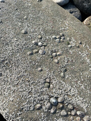 Textured coastal rocks with barnacles and algae at low tide