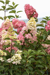 Hydrangea paniculata sort Fraise Melba hydrangea with pink flowers blooms in the garden in summer