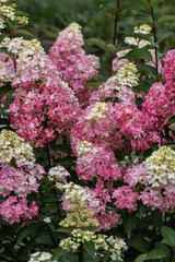 Hydrangea paniculata sort Fraise Melba hydrangea with pink flowers blooms in the garden in summer