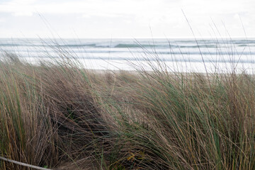 Coastal Sand Dunes with Wildflowers Overlooking the Atlantic Ocean