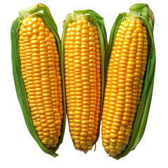  Sweet corn slice isolated on transparent background.
