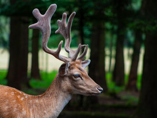 deer in the forest