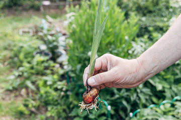 hands holding gladiolus flower bulb onion before planting