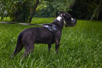 Pit bull walks in a muzzle in the park