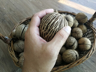 Hand holding cerbera odollam or pong pong seeds used for decoration
