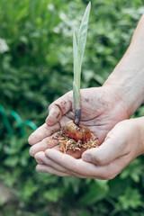 hands holding gladiolus flower bulb onion before planting