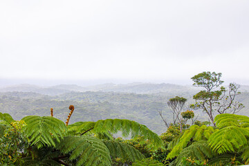 landscape with green tree
木生のシダ植物　ヒカゲヘゴの新芽　沖縄