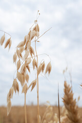 Several oat stalks with their husks stand prominently against a soft, cloudy sky and blurred golden...