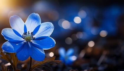 blue flower blossom amid bright bokeh background in dark tone floral bloom with artistic light