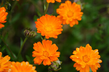 Beautiful Orange Calendula Flowers Blooming in the Garden. Selective Focus