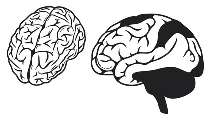 Understanding Brain Anatomy and Functional Areas of the Human Brain