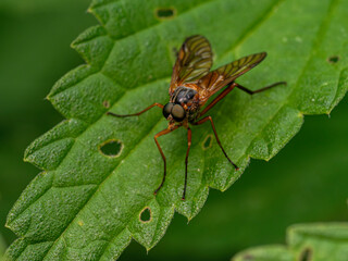 fly on leaf