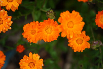 Beautiful Orange Calendula Flowers Blooming in the Garden. Selective Focus