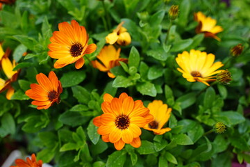 Vibrant Orange and Yellow Osteospermum Flowers in Bloom