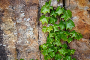 Vibrant Green Ivy Climbing on an Aged Stone Wall