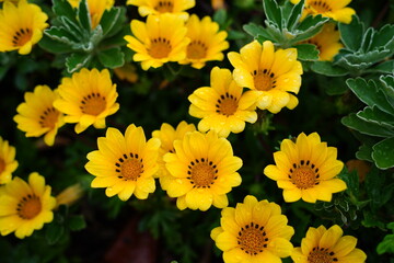 Bright yellow Gazania flowers blooming in a garden