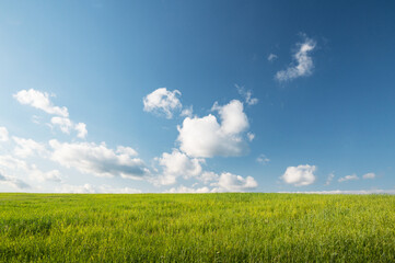 Green meadow field under a blue sky with clouds