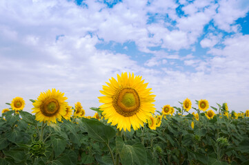 Vibrant sunflower field under a bright blue sky