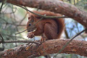 wiewiórka je orzecha siedząc na gałęzi © Lena