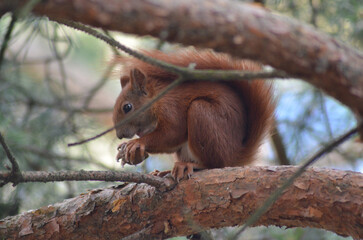 wiewiórka je orzecha siedząc na gałęzi © Lena