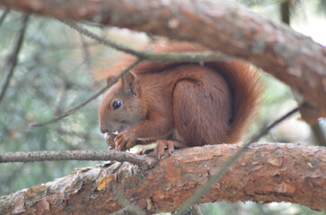 wiewiórka je orzecha siedząc na gałęzi © Lena
