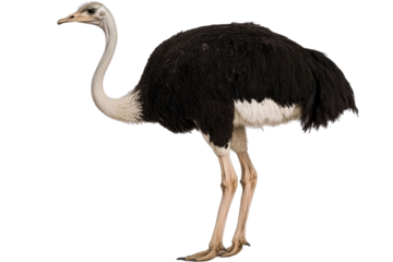 single ostrich isolated on white with clipping path PNG