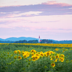 a church among the sunflowers in Burgenland