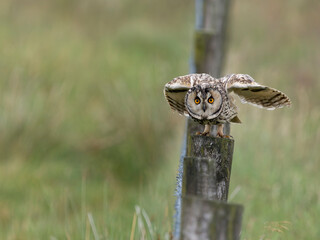 Long-eared owl, Asio otus,
