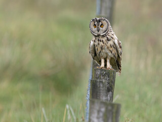 Long-eared owl, Asio otus,