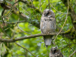 Long-eared owl, Asio otus,