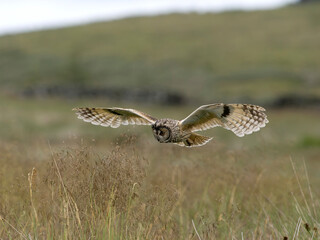 Long-eared owl, Asio otus,