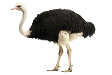 single ostrich isolated on white with clipping path PNG