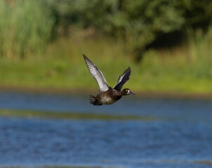 Tufted duck, Aythya fuligula