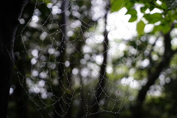 Dew-Covered Spiderweb in Lush Green Forest at Morning Light