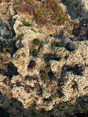 Textured coastal rocks with barnacles and algae at low tide
