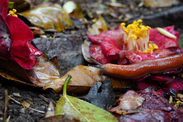 Slug on Fallen Camellia Flower Among Wet Leaves on Forest Floor