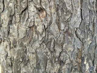 Close up tree bark texture background 