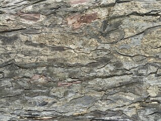 Close up tree bark texture background 