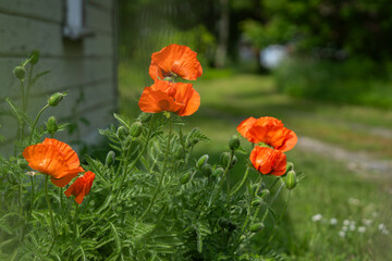 A vibrant cluster of Papaver orientale (Oriental poppies). Oriental poppy flower. Papaver orientale, a perennial plant in the garden. Some unopened buds are visible, hinting at more blooms.