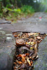 Snail Crawling on Stone Path in Peaceful Forest Setting