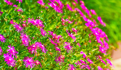 Obraz premium Bumblebee flying over flowers in a colorful garden in bright sunlight in summer, Almere, Flevoland, The Netherlands, July 9, 2025