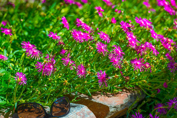 Bumblebee flying over flowers in a colorful garden in bright sunlight in summer, Almere, Flevoland,...