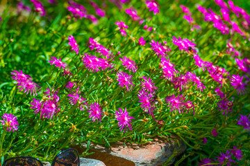 Bumblebee flying over flowers in a colorful garden in bright sunlight in summer, Almere, Flevoland,...